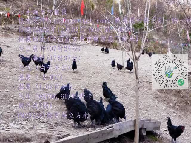 0.mp4