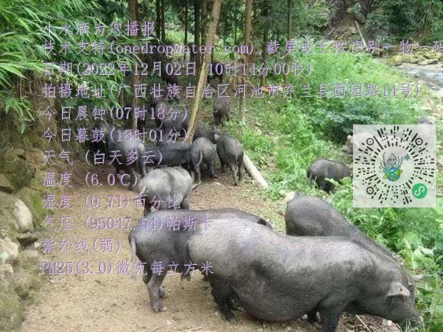 0.mp4