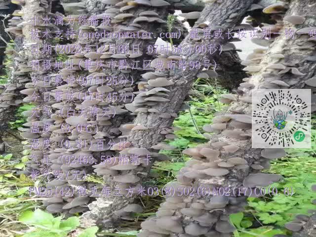 0.mp4