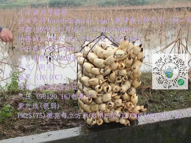 0.mp4