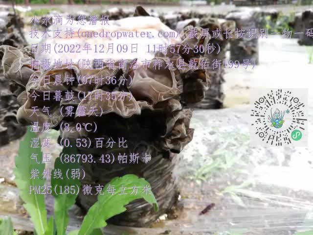 0.mp4