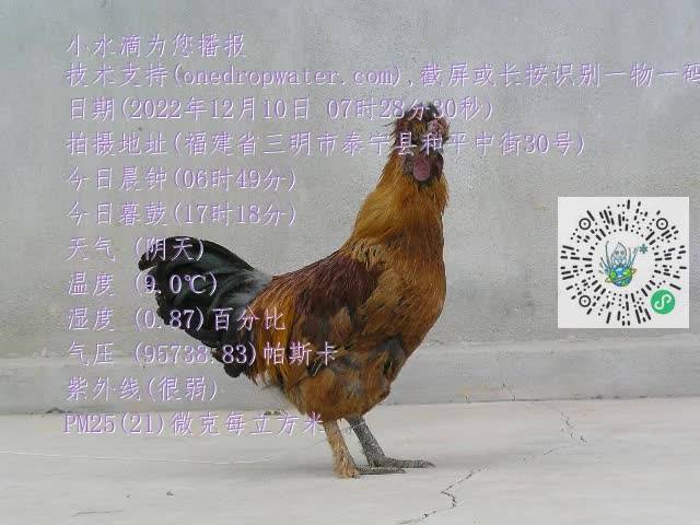 0.mp4