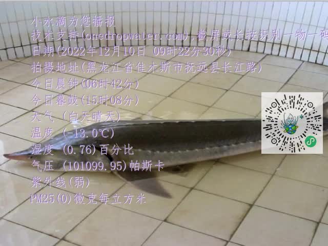 0.mp4