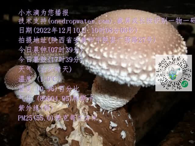 0.mp4