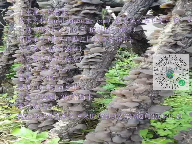 0.mp4