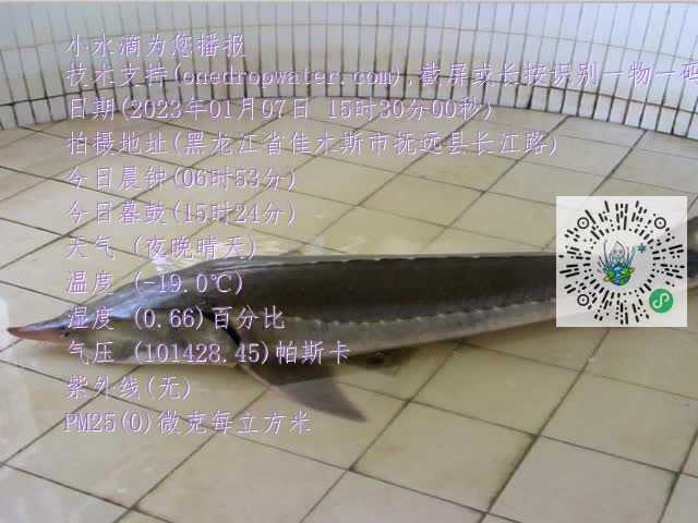 0.mp4