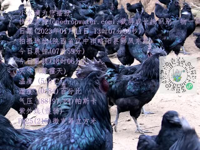 0.mp4