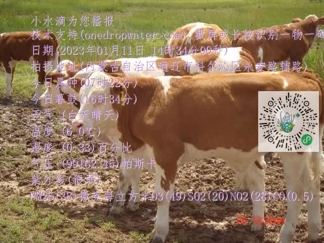 0.mp4