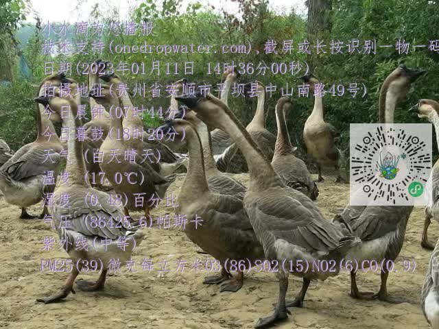 0.mp4