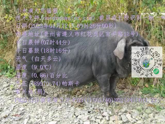 0.mp4