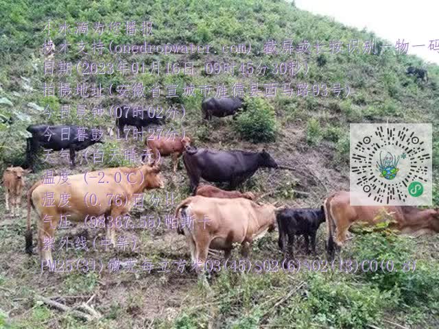 0.mp4