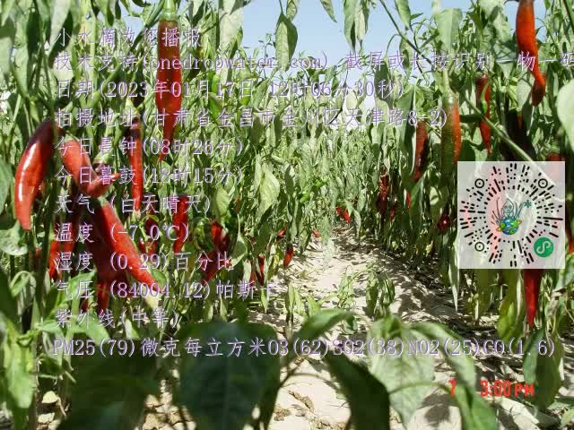 0.mp4