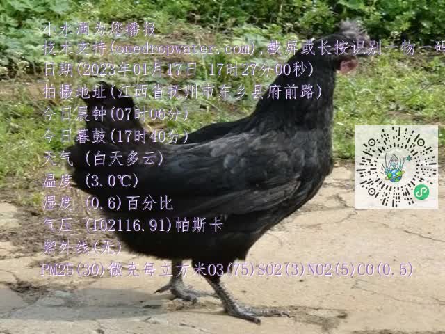 0.mp4