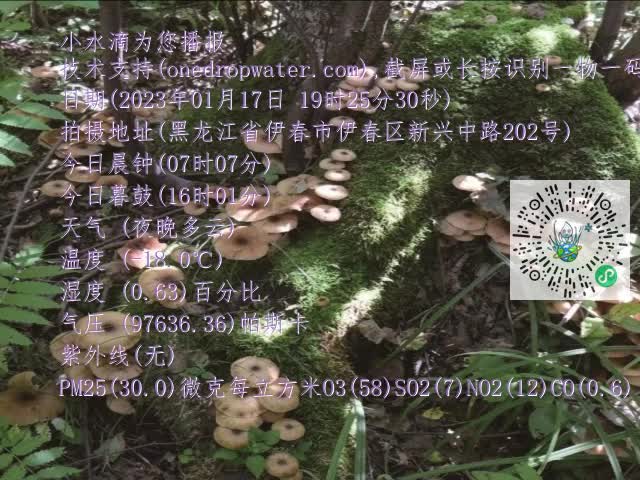 0.mp4