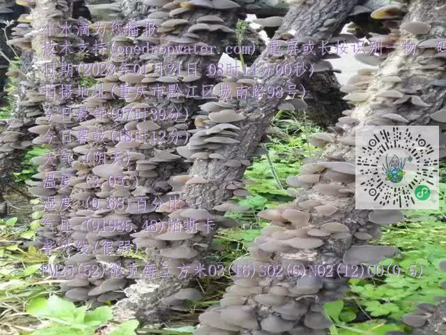 0.mp4