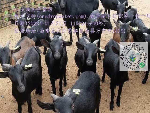 0df6b02a845ca5a6ab241ea637f45922.mp4
