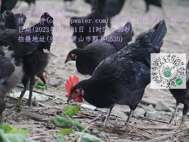 0.mp4