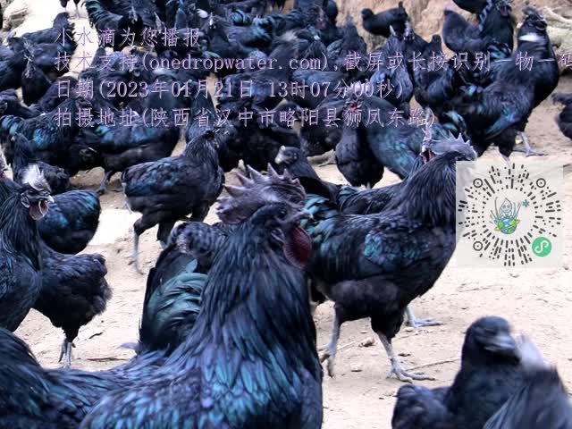 0.mp4