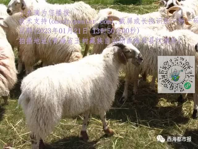 0.mp4