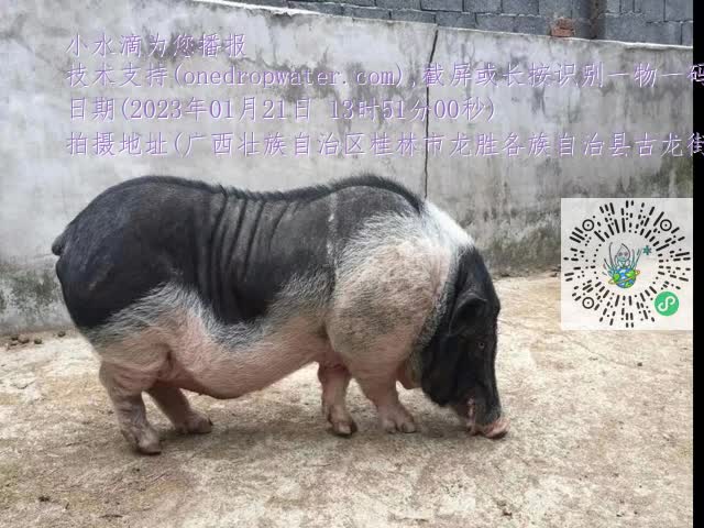 0.mp4