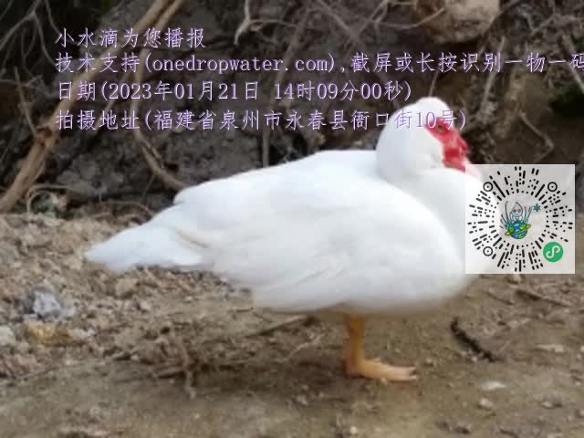 0.mp4