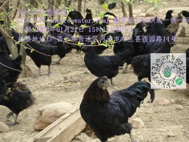 0.mp4
