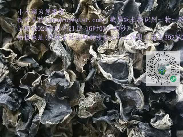 0.mp4