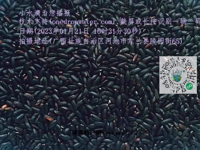 0.mp4