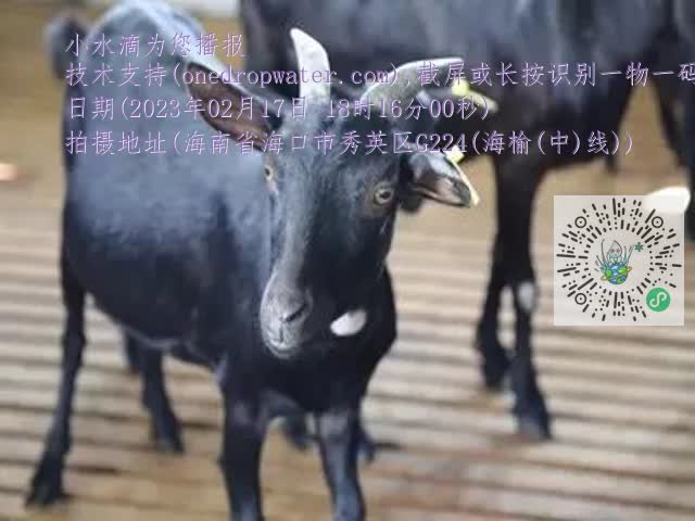 0.mp4