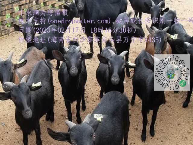 0df6b02a845ca5a6ab241ea637f45922.mp4