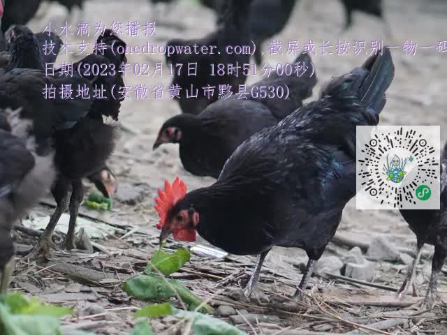 0.mp4