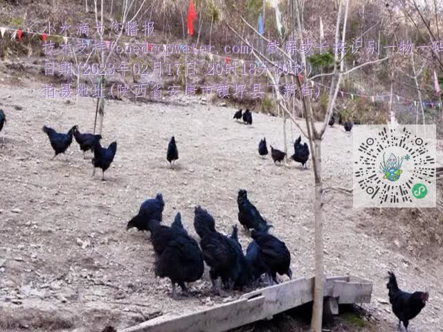0.mp4