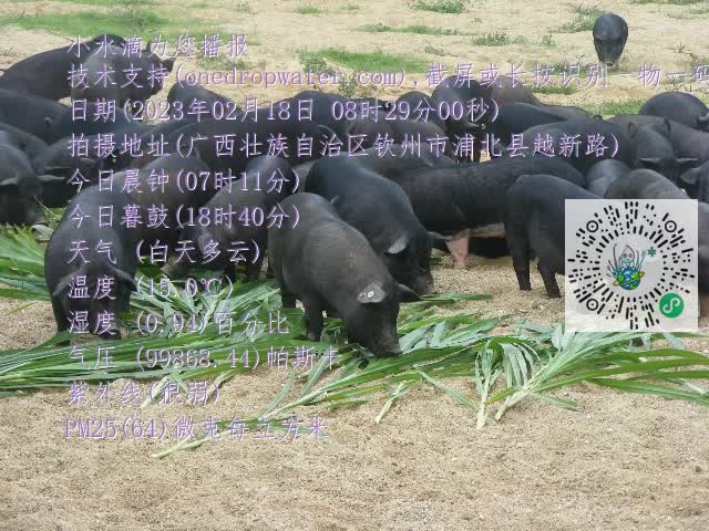 0.mp4