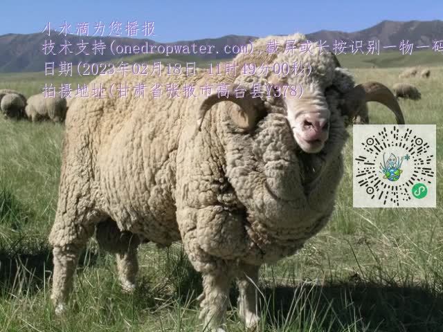 0.mp4