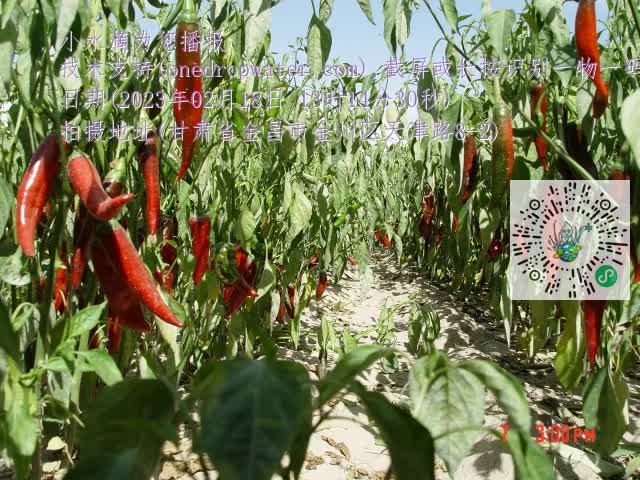 0.mp4