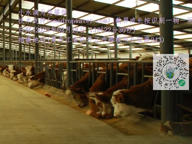 0.mp4