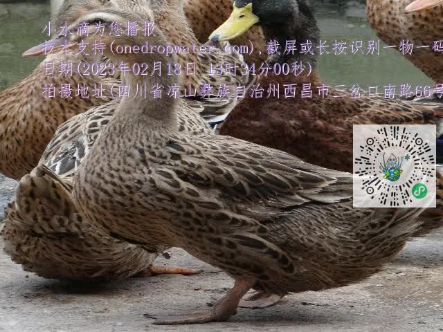 0.mp4