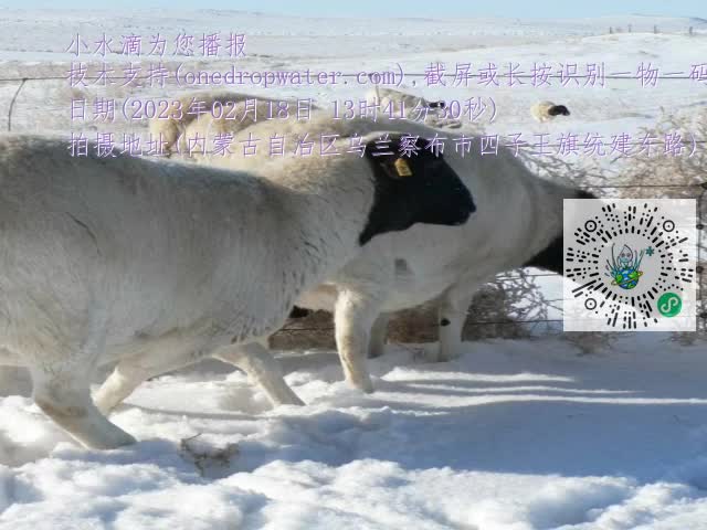 0.mp4