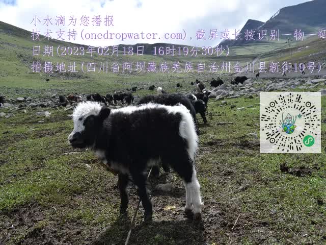 0.mp4