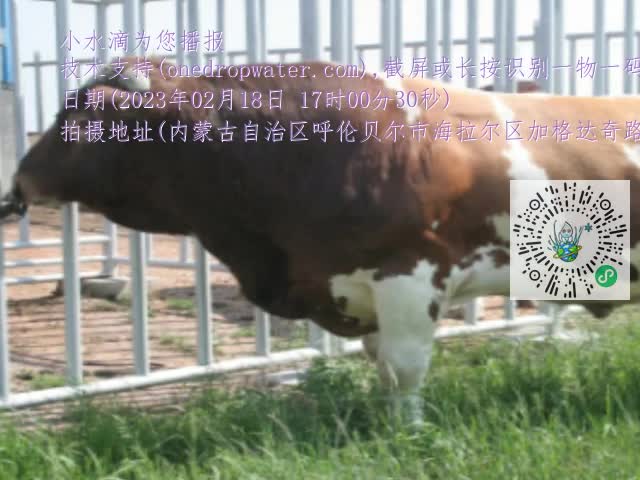 0.mp4