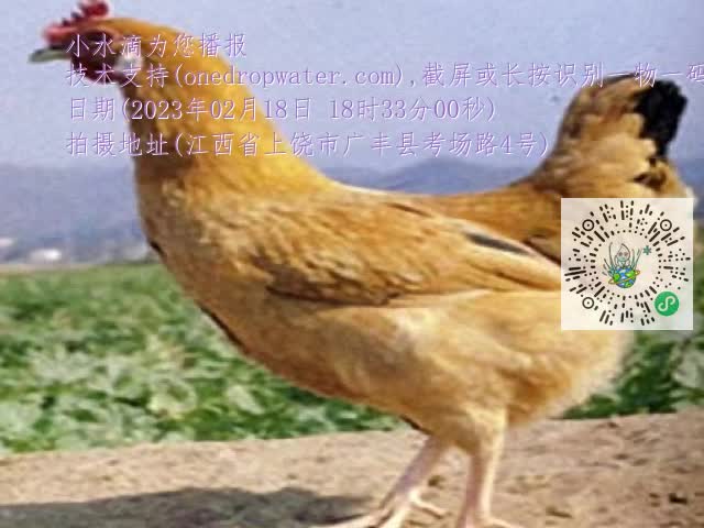 0.mp4