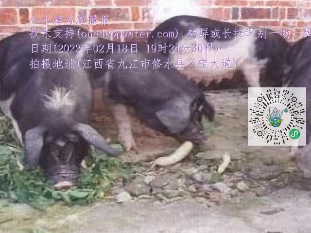 0.mp4
