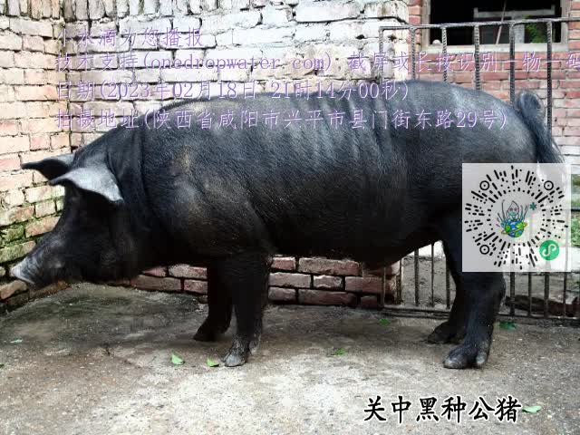 0.mp4