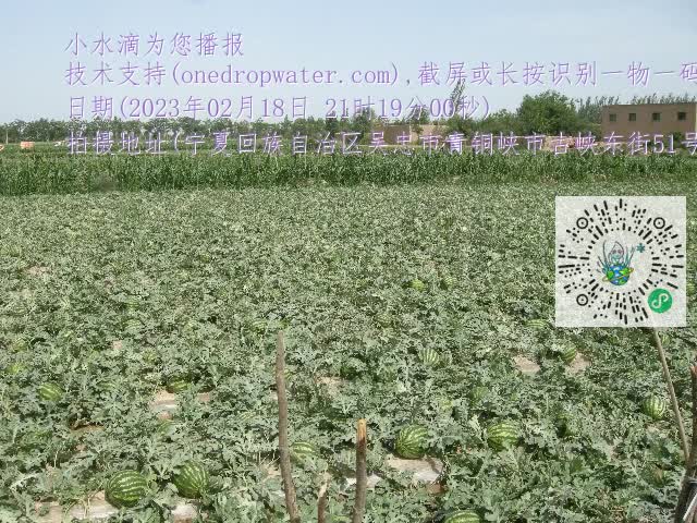 0.mp4