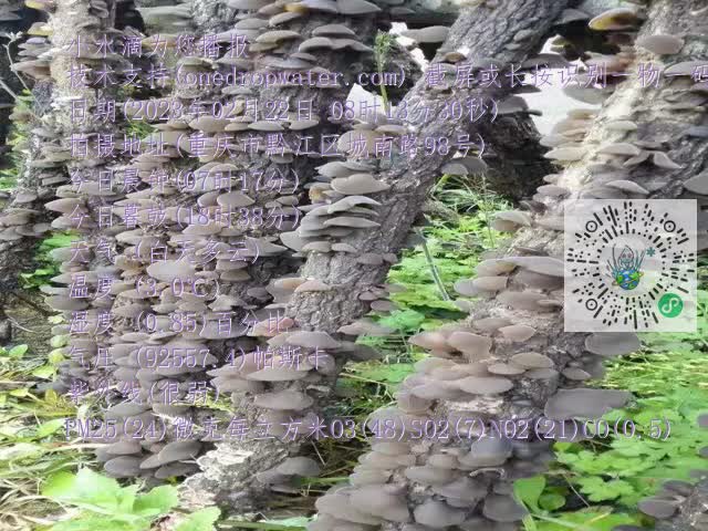0.mp4