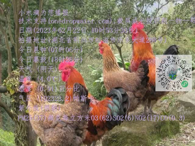 0.mp4