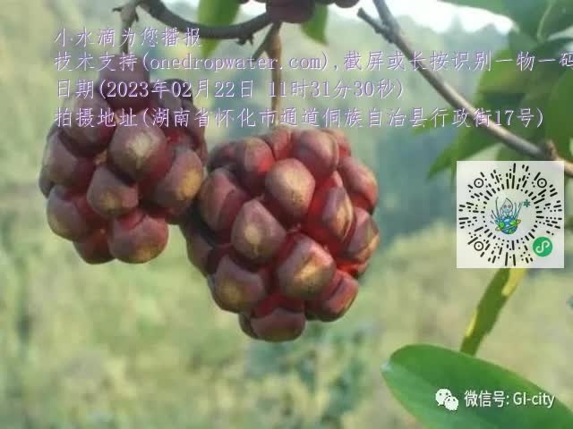 0.mp4