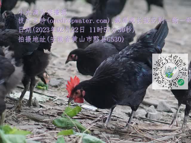 0.mp4
