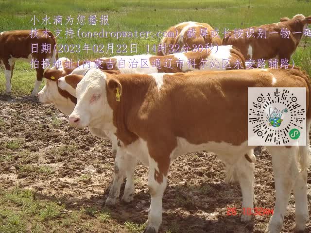 0.mp4
