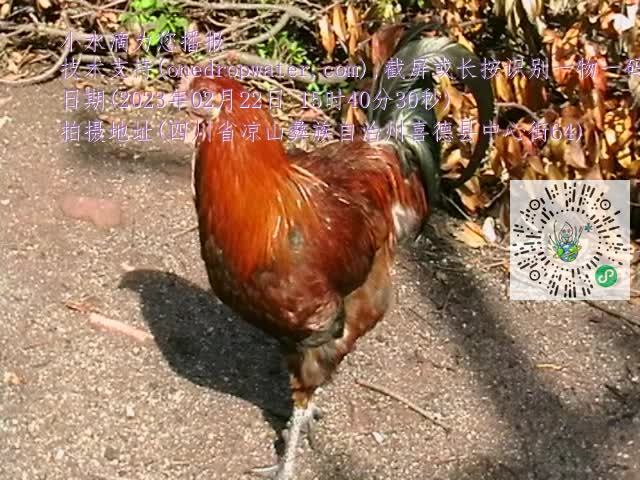 0.mp4